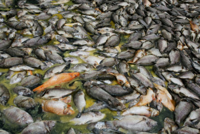 湖中的捕鱼业损失了超过1500吨的鲤鱼和罗非鱼。