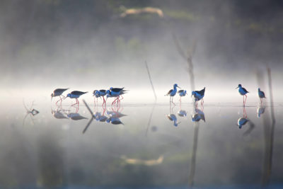 澳大利亚新南威尔士州，由Nari Nari部落委员会管理的受保护湿地上的黑翼高跷
