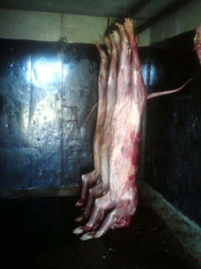 这张被圈养的狮子尸体的照片出现在最近的一部南非纪录片中。