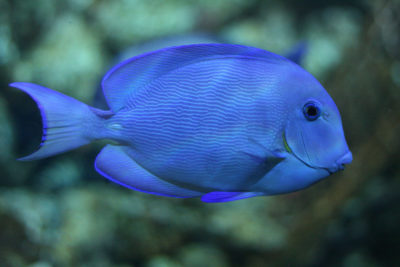 伯利兹通过了一项法律来保护在保护煤礁方面发挥重要作用的物种，比如这条蓝刺尾鱼。