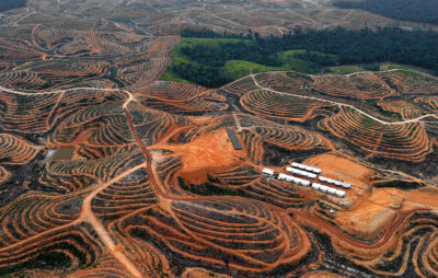 在婆罗洲市中心省中部的油棕榈种植园清除了一个区域。