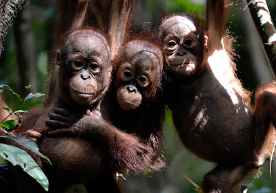 婆罗洲国际动物救援中心的猩猩孤儿。