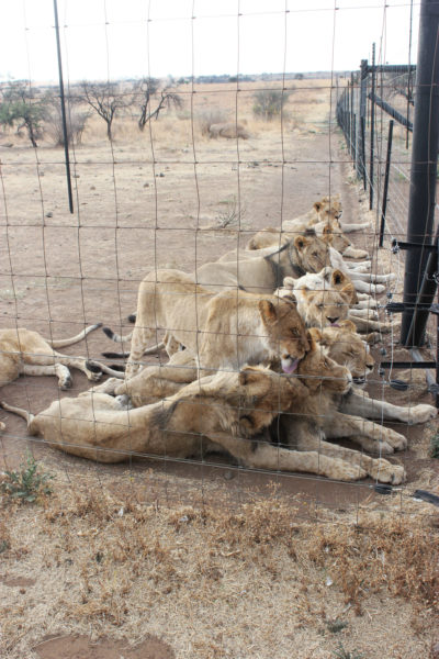 在南非Bloemfontein附近的私人拥有的Boskoppie Lion和Tiger Reserve的俘虏。