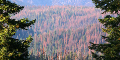 死去的松树,针染成橘红色,加州的历史干旱,覆盖在红杉国家公园边缘的斜坡。