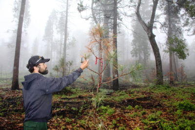 亚当·埃尔南德斯检查一个年轻的松树后四个月规定在塞拉利昂国家森林火灾。