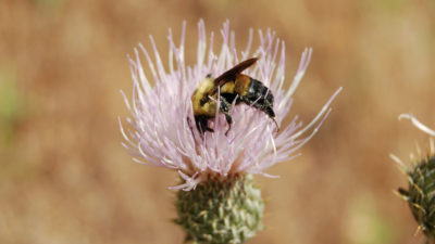 犹他州是1,100种野生蜜蜂物种的所在地，其中包括棕色的大黄蜂。