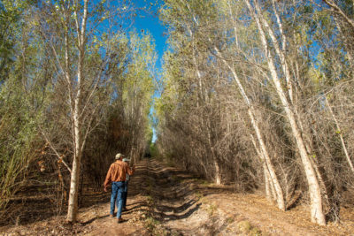 索诺兰研究所的弗朗西斯科Zamora和植物学家凯里亚阿尔瓦拉多在一个Cottonwood森林中散步，他们帮助在科罗拉多河三角洲的拉古纳格兰德恢复。三角洲超过700亩土地已被重新搞定。