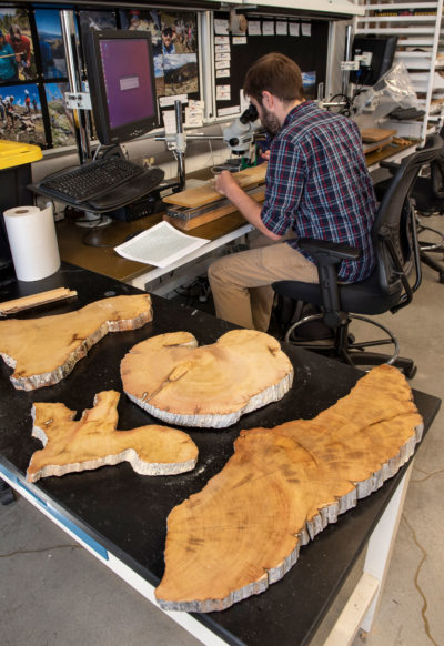 研究人员Will Tintor正在检查亚利桑那大学树轮研究实验室的一棵刚毛松果的横截面，寻找关于这棵树一生中降水量和气候趋势的线索。