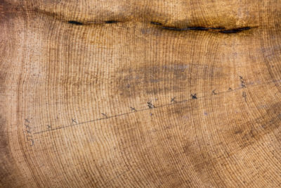 毛锥树年轮的特写，上面有“x”，表示10年跨度。来自树木年轮的信息为科学家提供了每年生长的降水和其他气候信息。