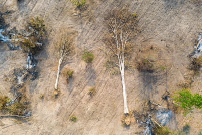 鸟瞰图的砍伐树木在本珀野生动物保护区。