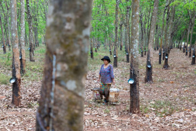 柬埔寨磅湛的一名工人在Chup橡胶种植园工作。柬埔寨去年出口了282,071吨橡胶，主要销往中国、新加坡和马来西亚，带来了3.77亿美元的收入。