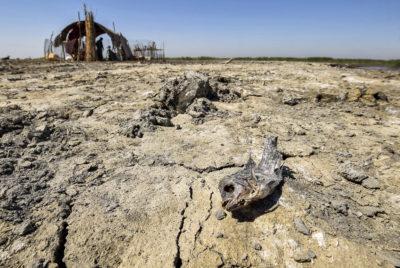 地球上的死鱼干2021年6月在伊拉克中央湿地。