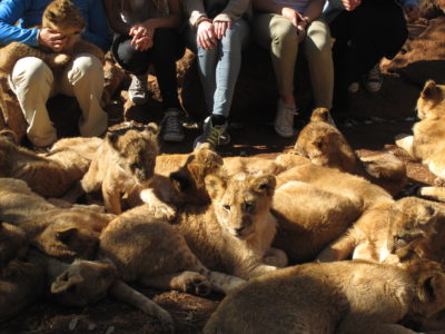 孩子,人工养殖的狮子幼崽在狮子旅游牧场。
