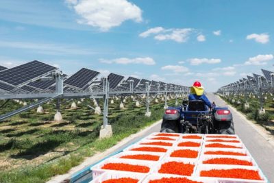 一个太阳能农场建在中国宁夏枸杞浆果种植园。