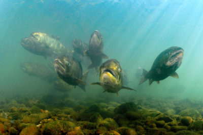 俄勒冈州的奇努克鲑鱼，那里的凉水可以为避难所提供升高的温度避难。