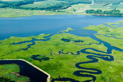 马里兰州的Choptank河上的Choptank湿地保护着50条河流之一，将50条河流排入切萨皮克。