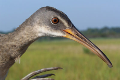 生活在盐沼的梆子轨道，是返回黄金钩的鸟类之一。