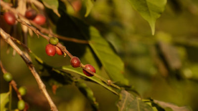 咖啡樱桃生长在坦桑尼亚北部。