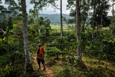 在印度尼西亚楠邦省，一位农民走过他的咖啡种植园，这个种植园已经和森林融为一体了。