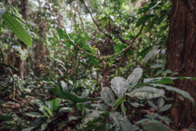 泥炭地森林在刚果民主共和国。