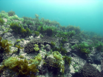 在日本南部的温带水域，珊瑚和海藻一起生长。