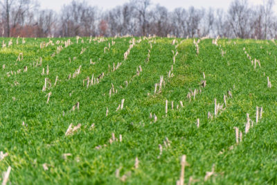 在旧的玉米秸秆覆盖作物生长在马里兰州,帮助碳储存在土壤中。