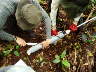 圣安德鲁斯大学生态学家从Peruvian亚马逊的Pastaza-Marañón沼泽中收集泥炭样品。 