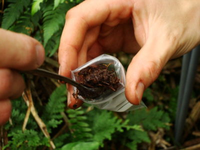 圣安德鲁斯大学生态学家从Peruvian亚马逊的Pastaza-Marañón沼泽中收集泥炭样品。 