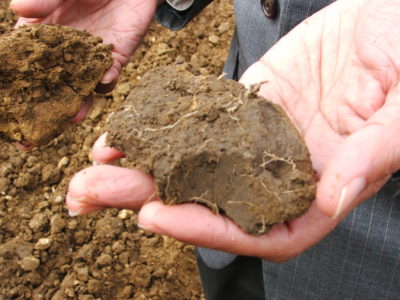 土壤长期实验时出现红色贫碳(左)和深棕色当碳含量高(右)。