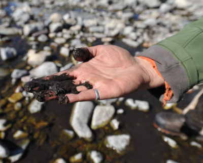 科学家们发现了一层烟灰和灰烬涂层底部的河口湖泊国家公园的溪流