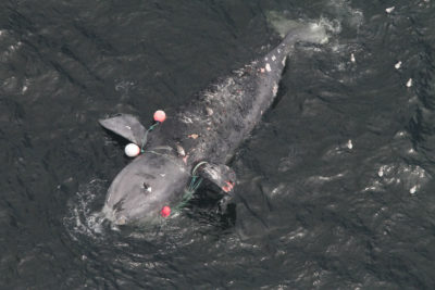 这位女性右鲸鱼在今年夏天在加拿大海岸拖到了几天。