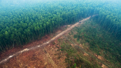 印尼苏门答腊岛是世界上森林砍伐率最高的地区之一，自2000年以来，被砍伐地区的气温平均上升了1.05摄氏度。