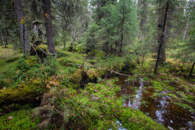 俄罗斯阿克汉格尔斯克地区的德文斯基森林。