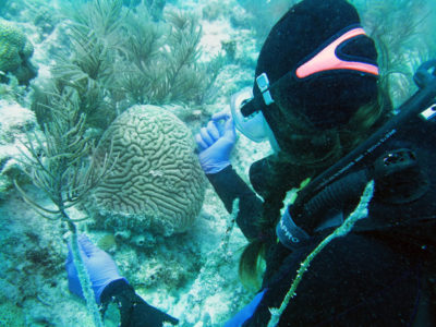 生物学家阿比盖尔·克拉克（Abigail Clark）从佛罗里达州的患病珊瑚中收集组织。自2014年以来，该州的珊瑚病暴发已扩散到96,000英亩的礁石。