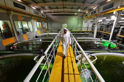 阿拉伯联合酋长国的养鱼场是越来越多的土地项目之一，在坦克中饲养大西洋鲑鱼。