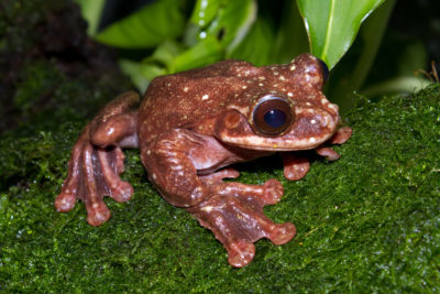 Rabbs的边缘束缚树蛙，带有树皮般的交配电话，在2016年灭绝了。