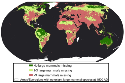 在过去的500年中，大型哺乳动物物种的丧失。