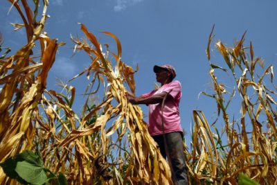萨尔瓦多Usulutan的农民塞缪尔·富恩特斯（Samuel Fuentes）看着2018年严重干旱枯萎的农作物。