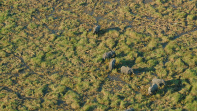 大象发现在一个风景优美的飞行在博茨瓦纳的奥卡万戈三角洲。