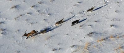 狼在黄石国家公园追逐麋鹿。