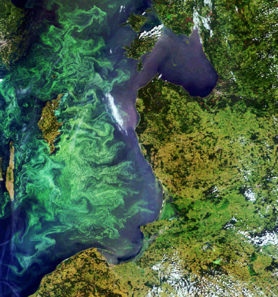 在波罗的海的一年一度浮游植物盛开，例如2005年的浮游区，创造了死区，通常延伸超过20,000平方英里。