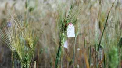 杜伦姆小麦品种在埃塞俄比亚的阿哈拉地区的试图中生长。成千上万的农民参加了该项目，测试了各种小麦股在不断变化的气候条件下。