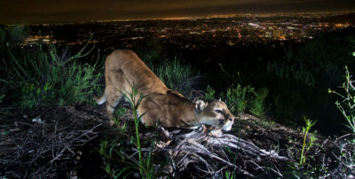 洛杉矶北部的Verdugos山脉的一只雌性美洲狮。也被称为美洲狮，这些动物在环绕南加州城市的山脉中越来越常见。
