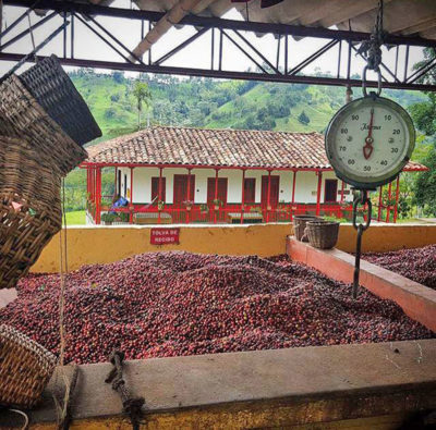 在Finca el ocaso的咖啡称重站。家庭经营的农场已经开始举办游客来赚取额外的资金，咖啡价格如此之低。