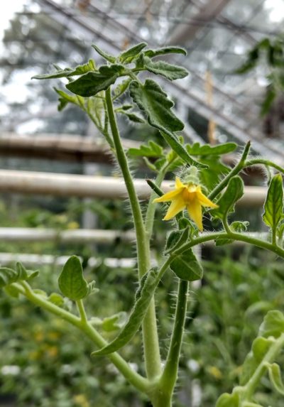 突变番茄植物为产生更多耐热花粉提供了线索。