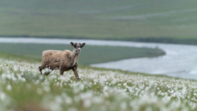 驯鹿穿过北极国家野生动物保护区的棉草。