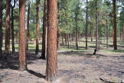 灰毯子森林地板[左]立即在2011年的拉斯克萨斯火灾之后。今天，通过战略稀疏和规定的烧伤已经恢复了108,000英亩的烧毁森林。