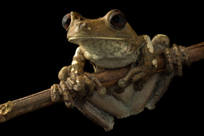 青蛙物种 Boana wavrini, found in the Vichada region of Colombia.