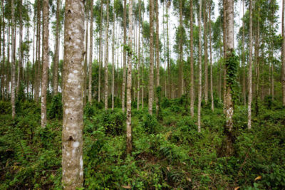 廖内省的桉树种植园。廖内省位于苏门答腊岛的中东部海岸。