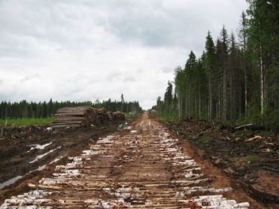 森林管理委员会认证的伐木工人在俄罗斯削减了大部分Dvinsky森林，包括应该受到保护的地区。